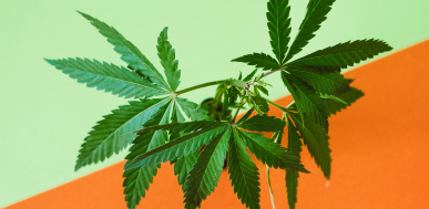 Support Marijuana Legalization