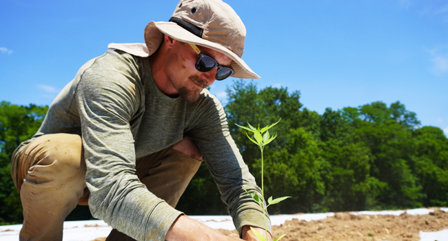 Planting hemp in field